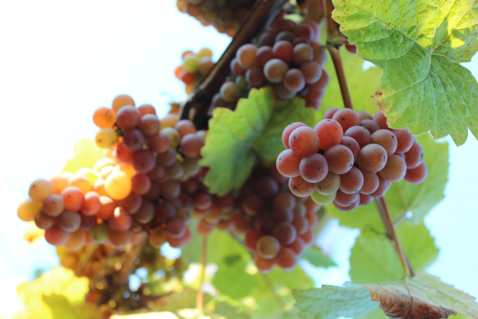 Seasons in the Vineyard: How Time Shapes Wines