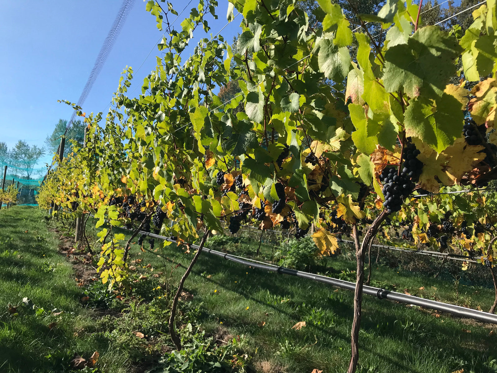 From Vine to Glass: The Quiet Craft Behind Every REV Bottle